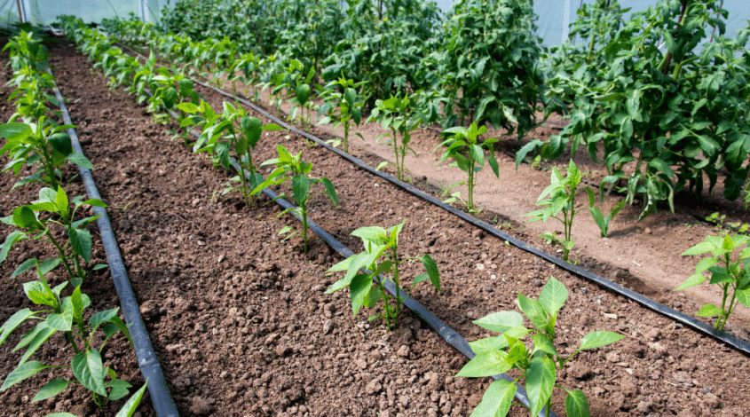 omniplast-irrigatie-845x470